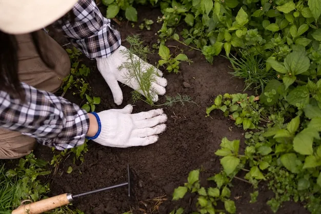 Soil and leaf sampling in a vegetable garden