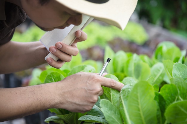 Soil and leaf sampling consultation for vegetable beds