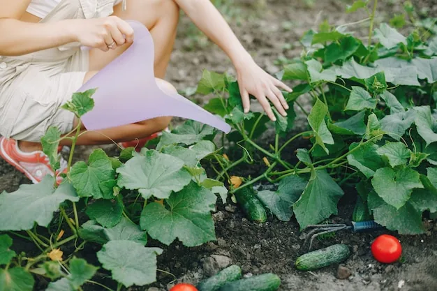 Seasonal feeding plan for vegetable beds