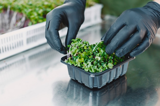 Comparing seaweed feeding with synthetic fertilizer routines