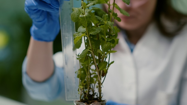 Seaweed extract blending for tomato and fruiting crops