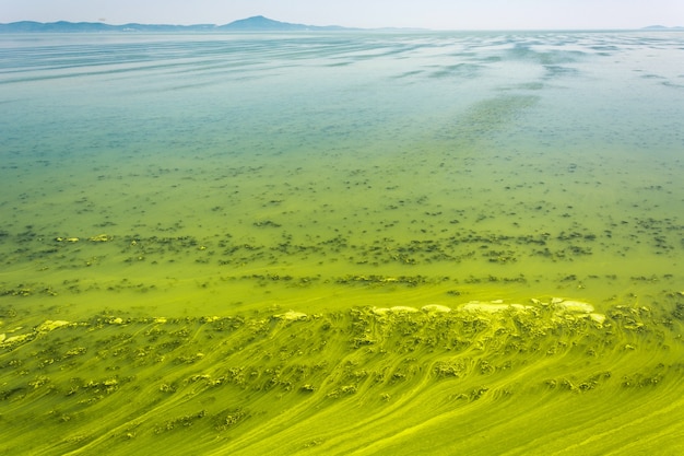 Coastal kelp beds used for seaweed extract
