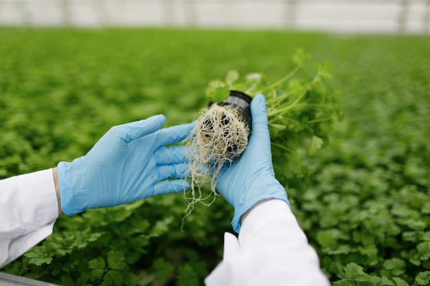 Overview of Kelp Core Lab's three vegetable garden services