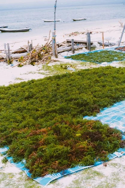 Seaweed extract blending for tomato and fruiting crops